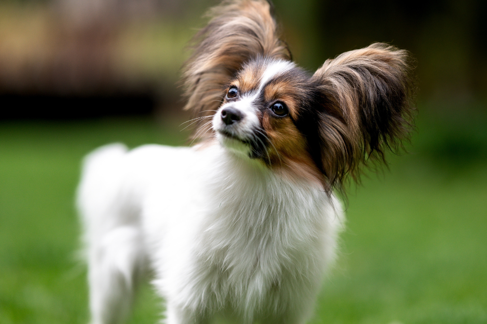 Photo de Papillon  prise par null