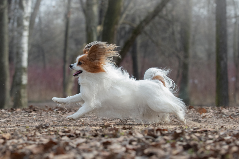 Photo de Papillon  prise par null