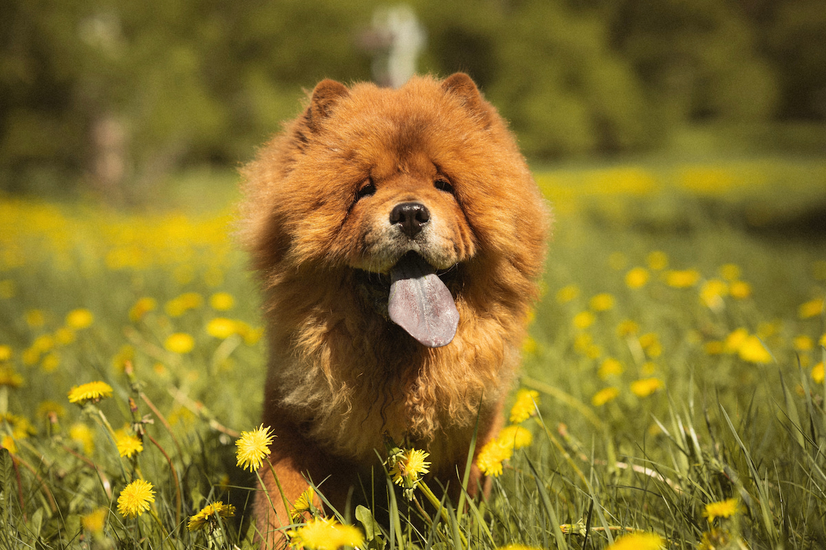 Photo de Chowchow prise par null