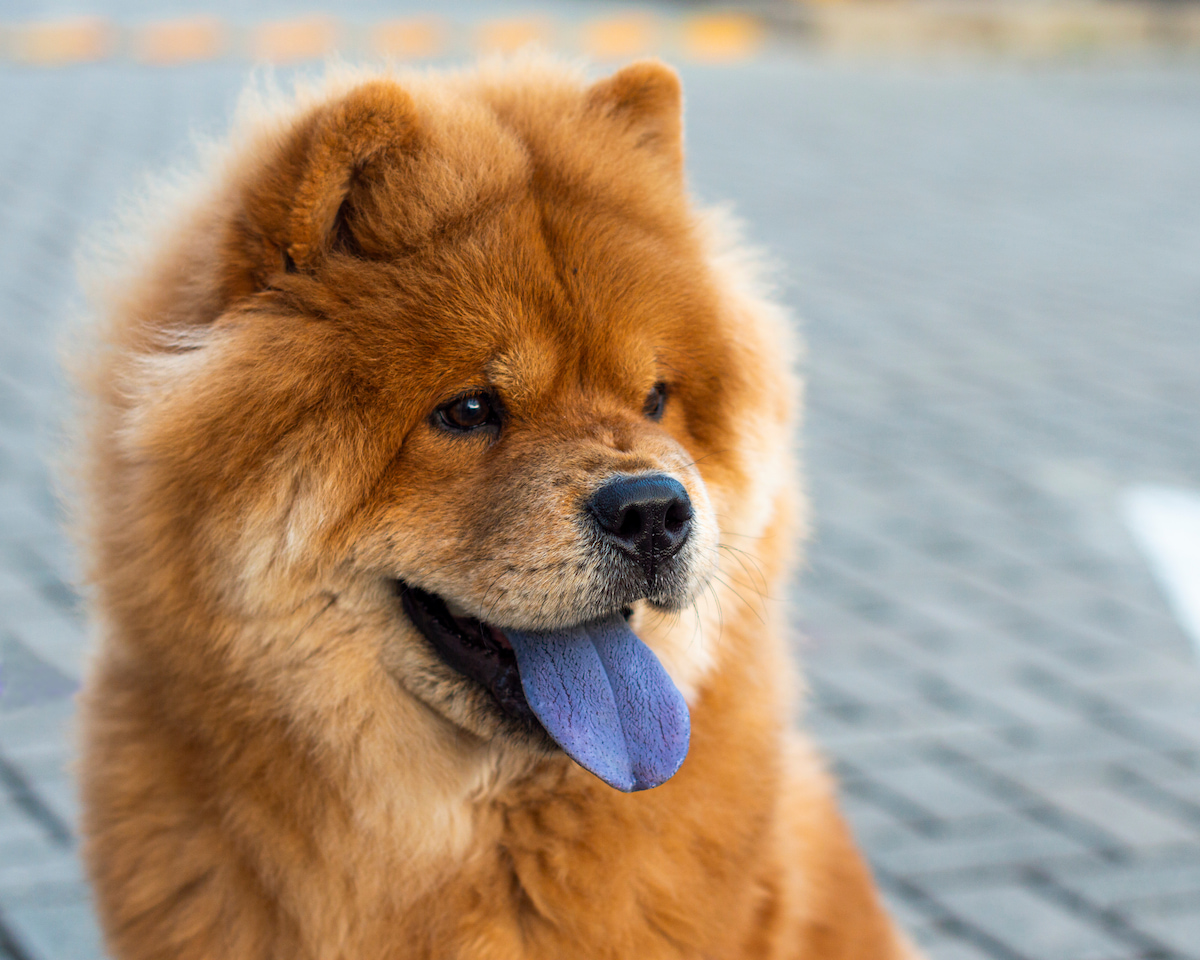 Photo de Chowchow prise par null