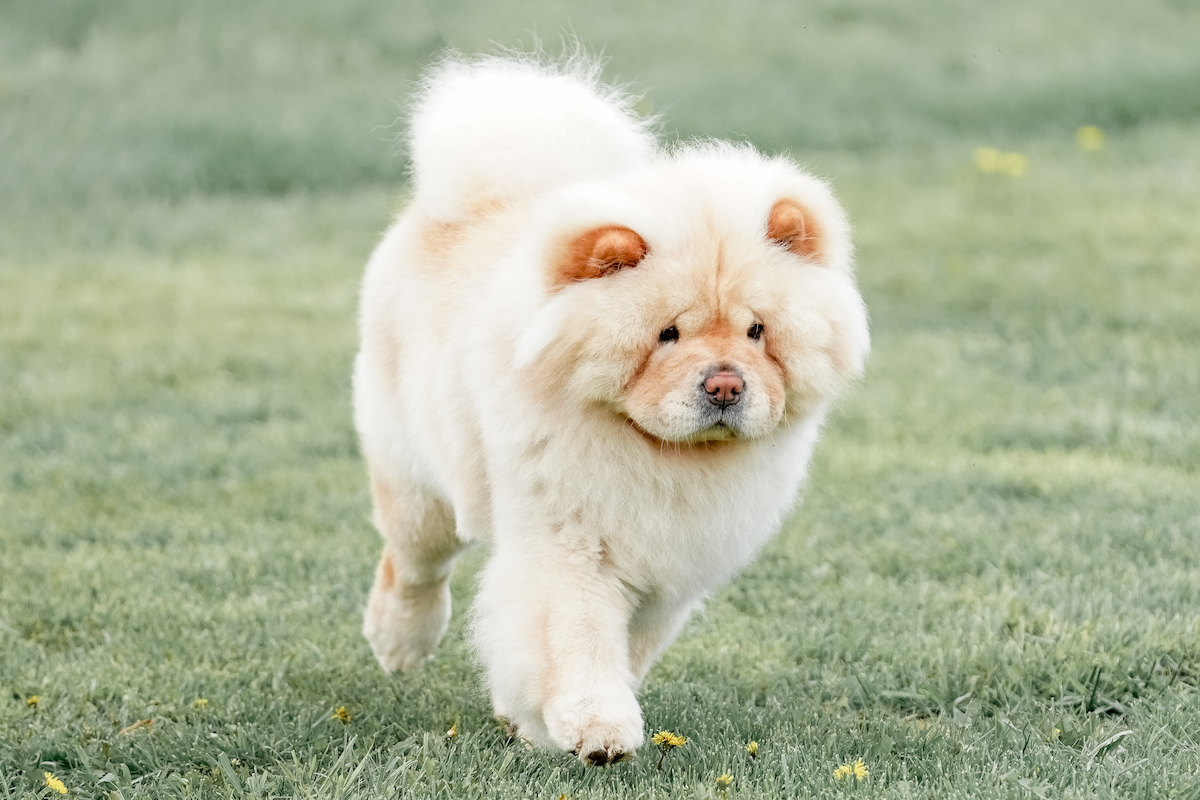 Photo de Chowchow prise par null