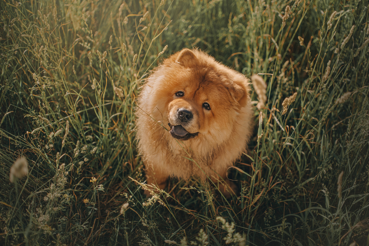 Photo de Chowchow prise par null