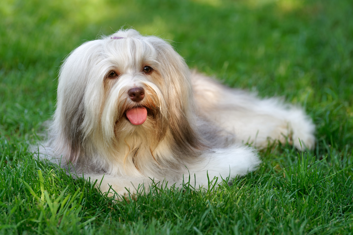 Photo de Bichon havanais