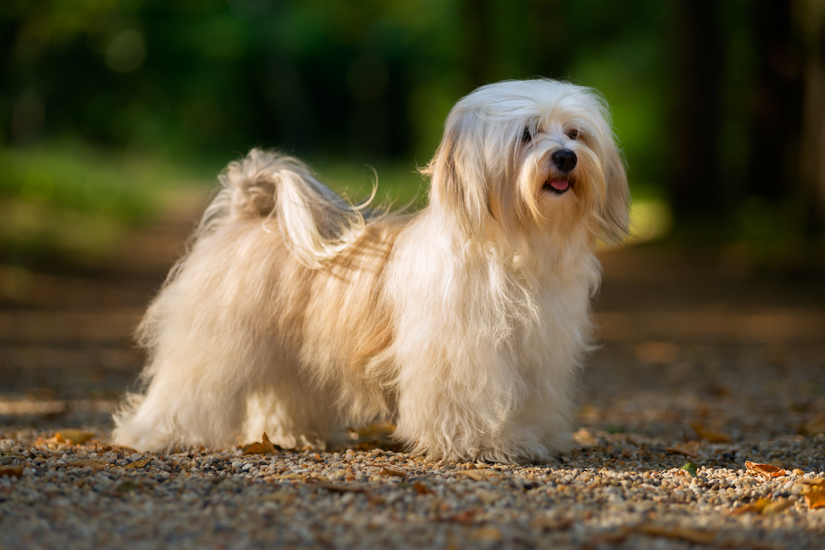 Photo de Bichon havanais prise par null