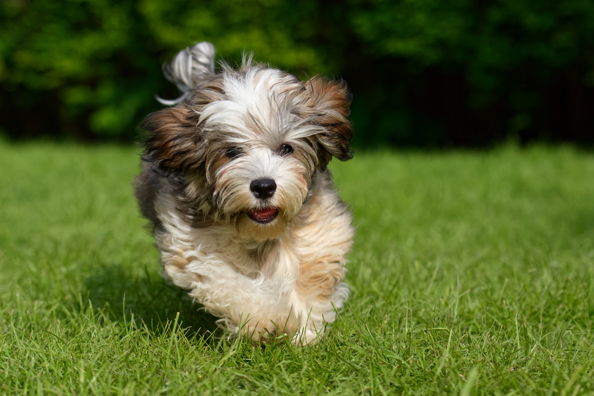 Photo de Bichon havanais prise par null