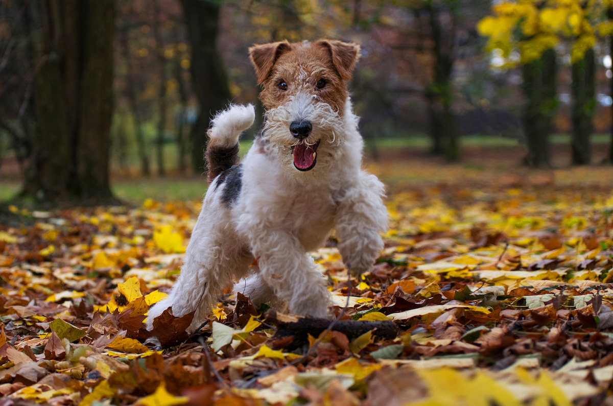Photo de Fox terrier