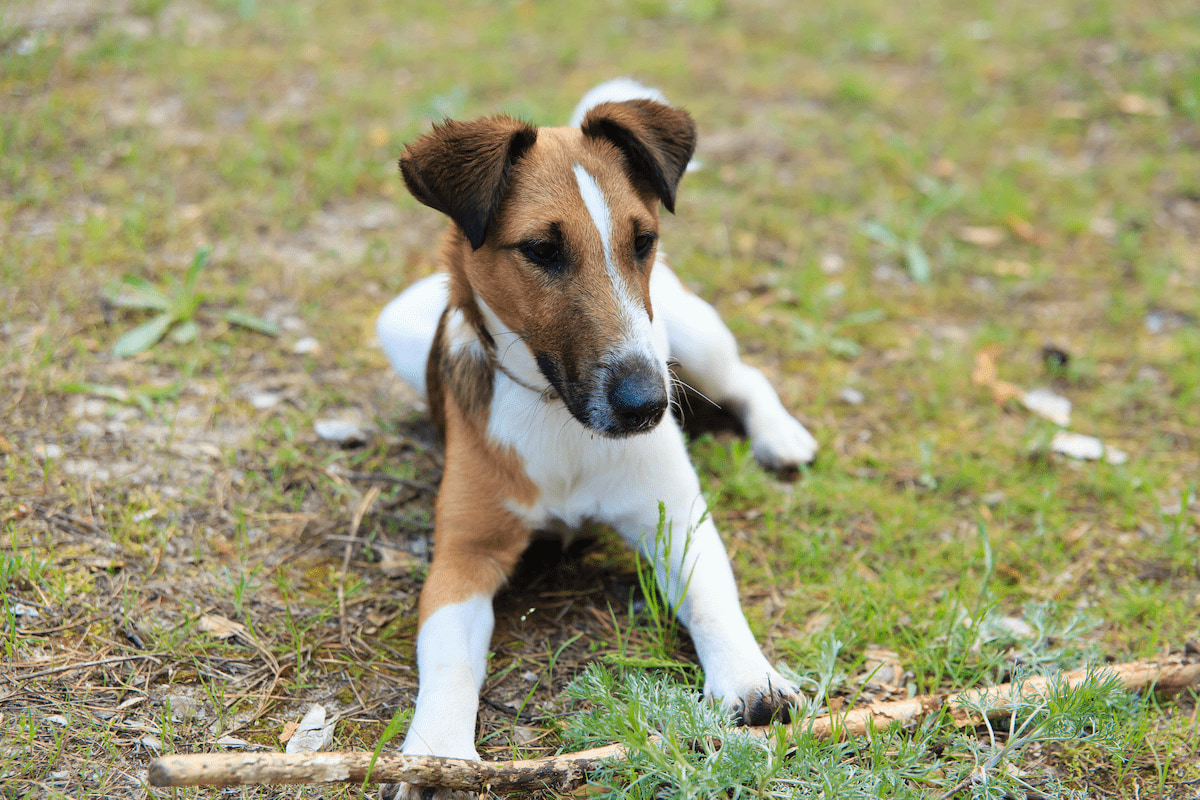 Photo de Fox terrier prise par null