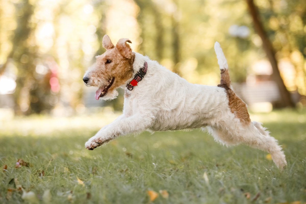 Photo de Fox terrier prise par null