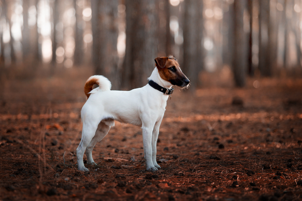Photo de Fox terrier prise par null