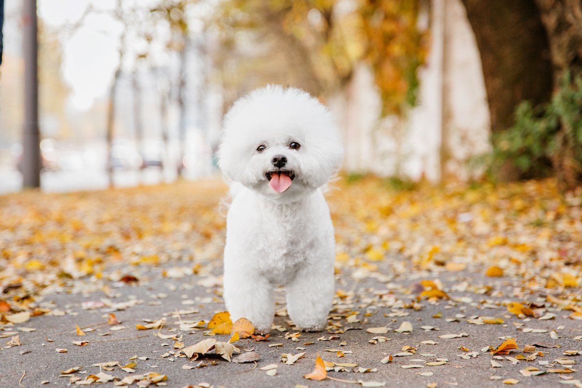 Photo de Bichon frisé