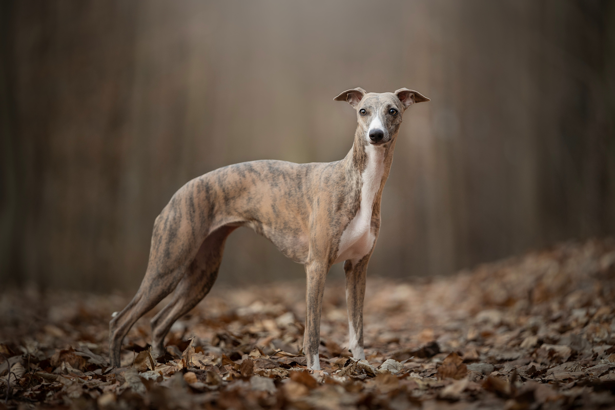 Photo de Whippet