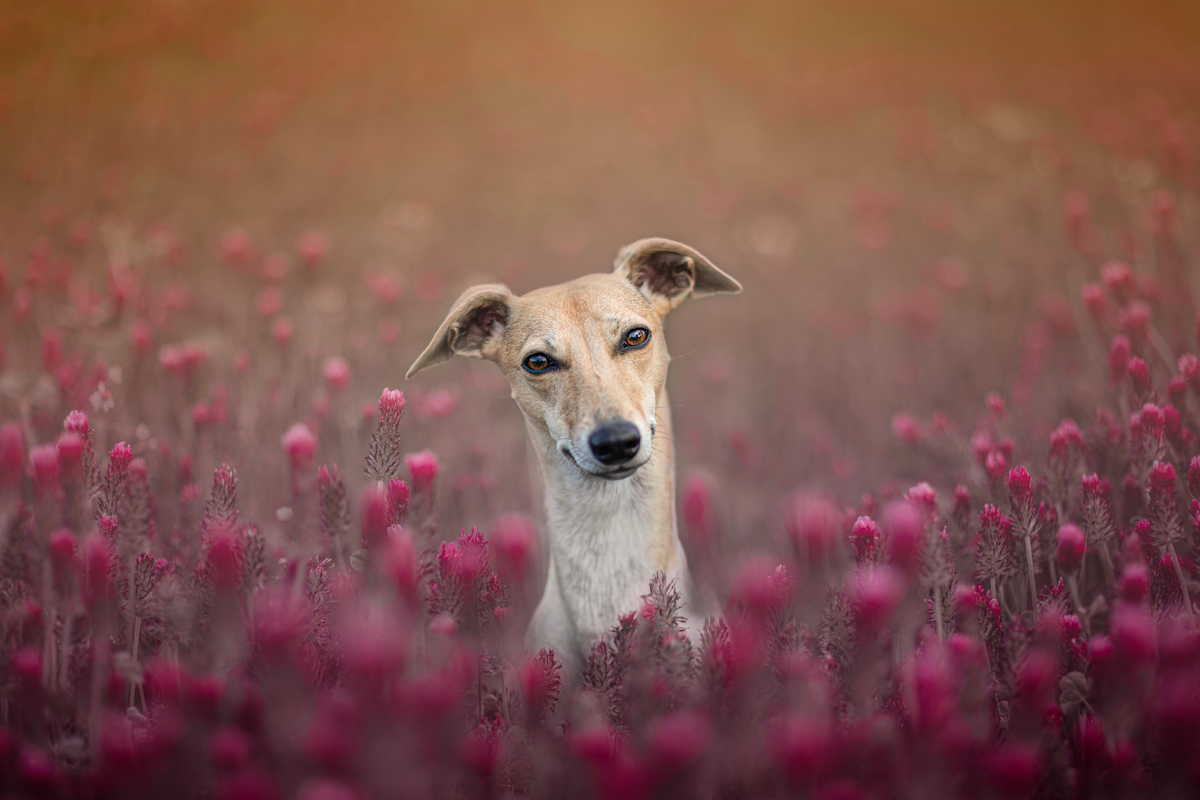 Photo de Whippet prise par null