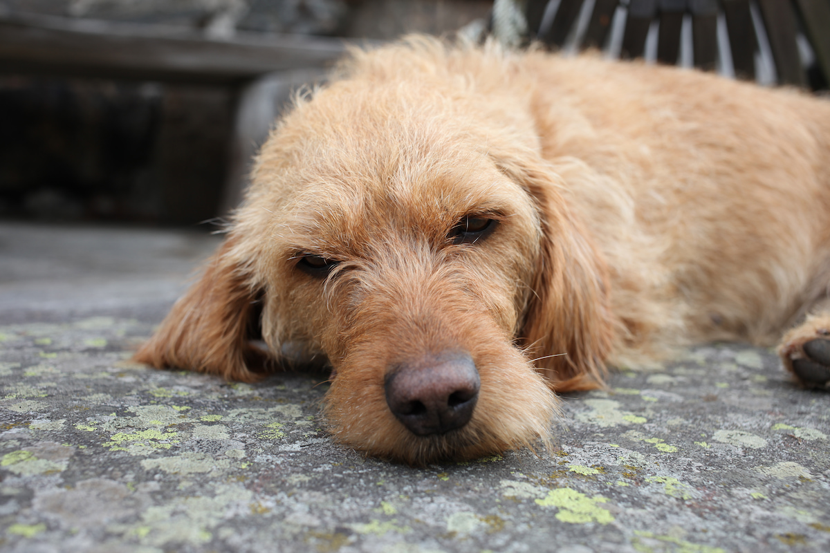 Photo de Basset fauve de Bretagne prise par null