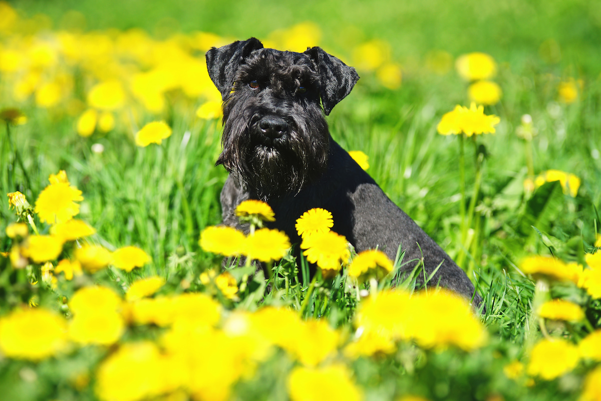 Photo de Schnauzer nain prise par null