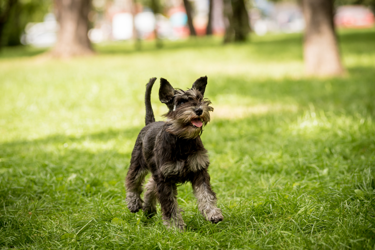 Photo de Schnauzer nain prise par null