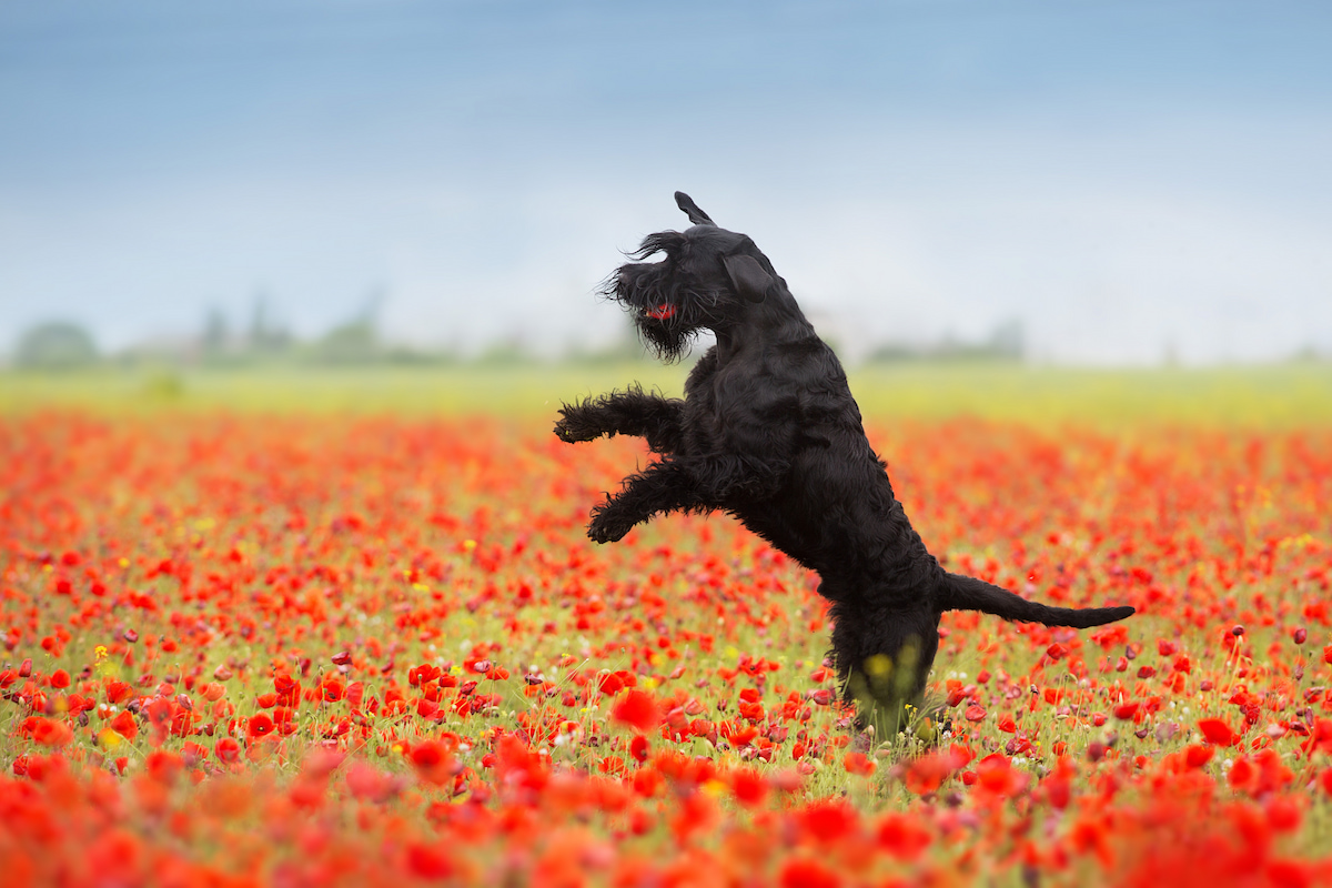 Photo de Schnauzer standard prise par null