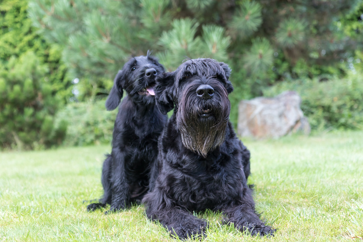 Photo de Schnauzer géant  prise par null