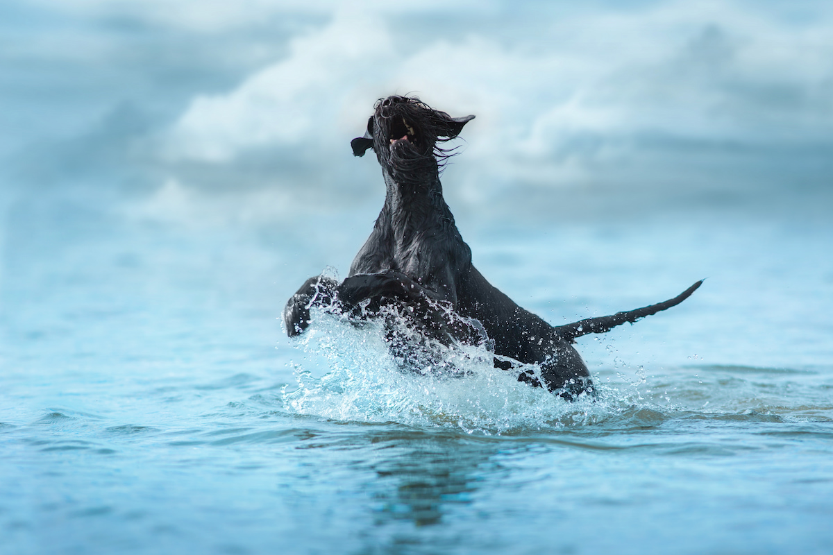 Photo de Schnauzer géant  prise par null