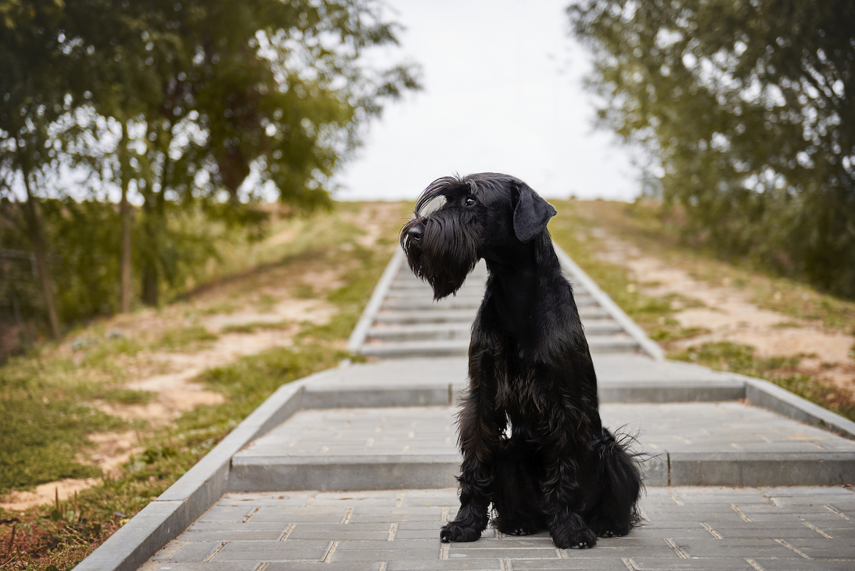 Photo de Schnauzer standard prise par null