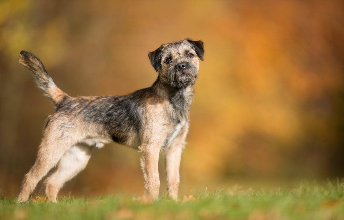 Photo de Border terrier
