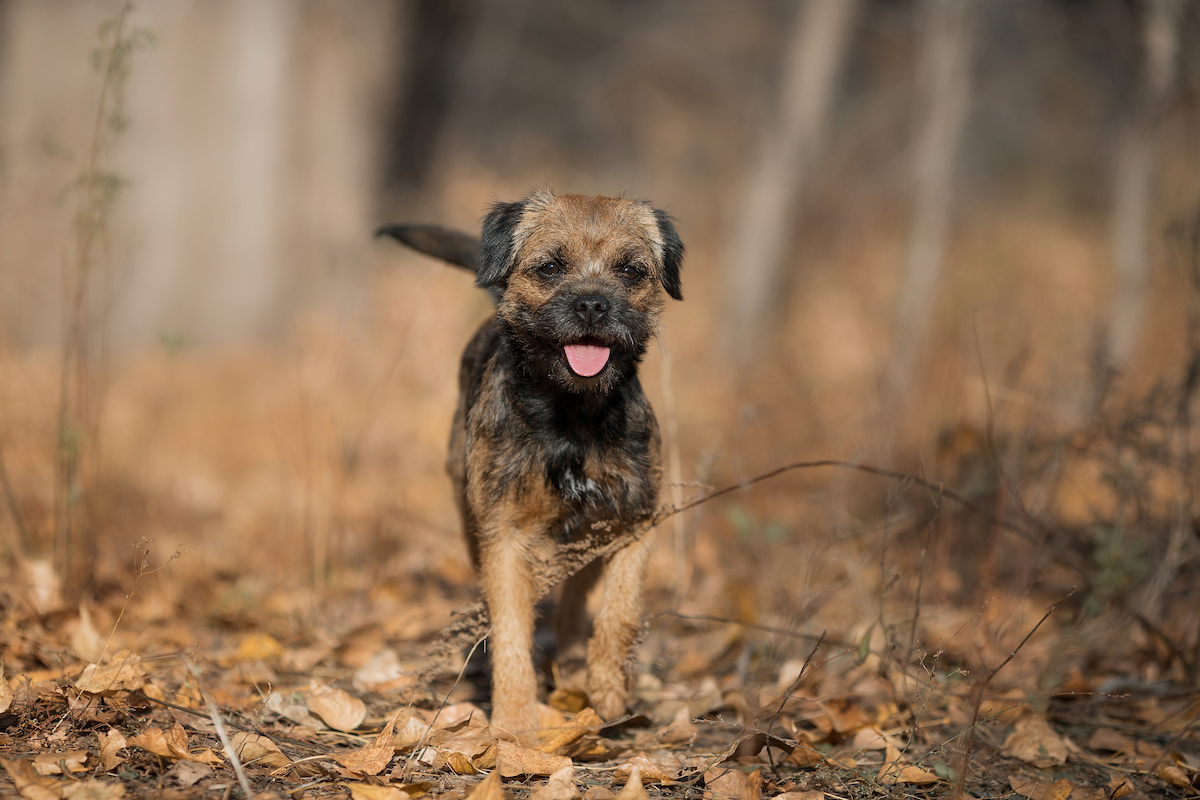 Photo de Border terrier prise par null