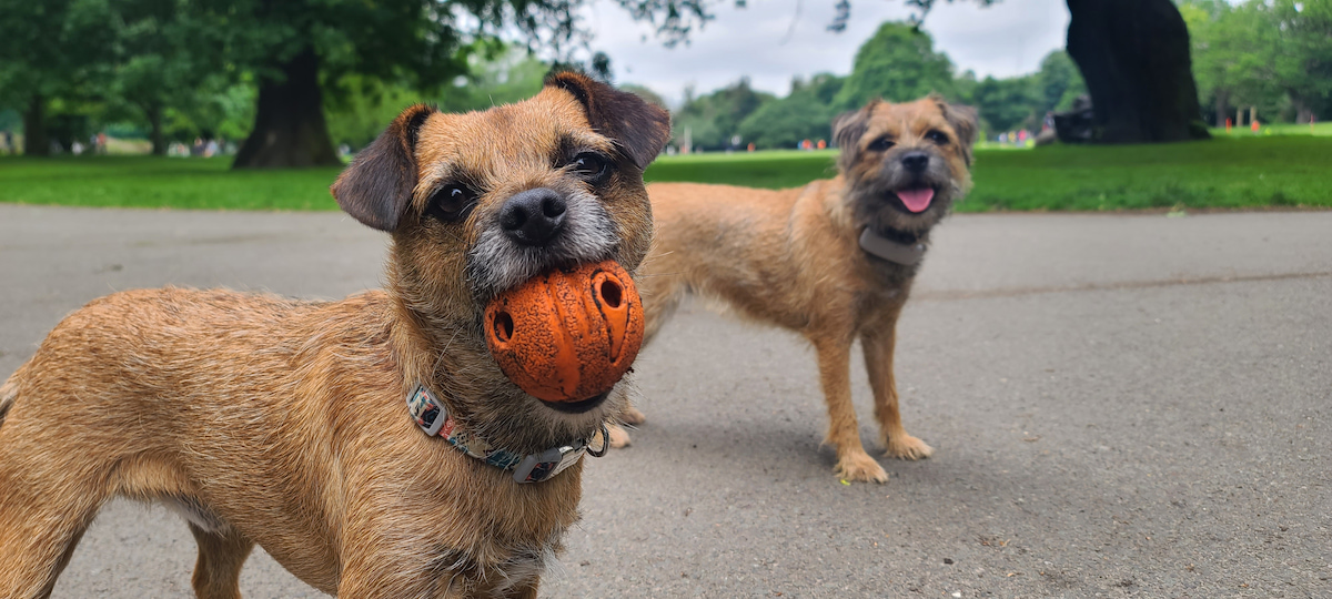 Photo de Border terrier prise par null
