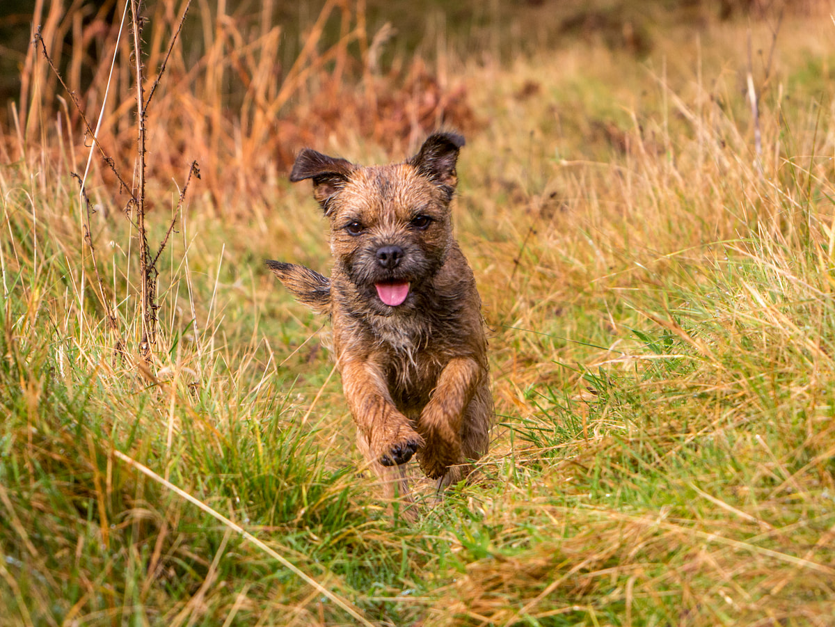 Photo de Border terrier prise par null