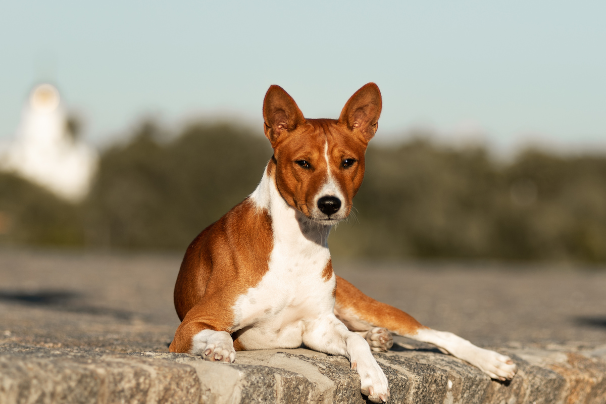 Photo de Basenji