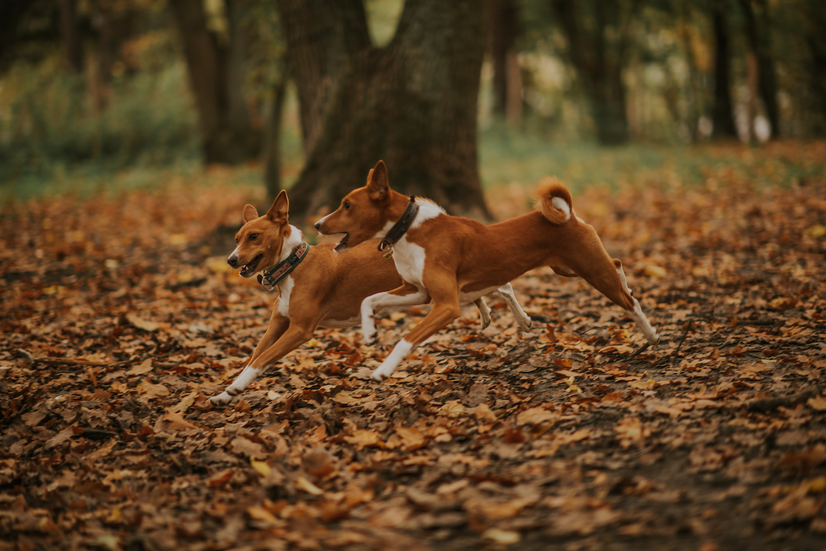 Photo de Basenji prise par null