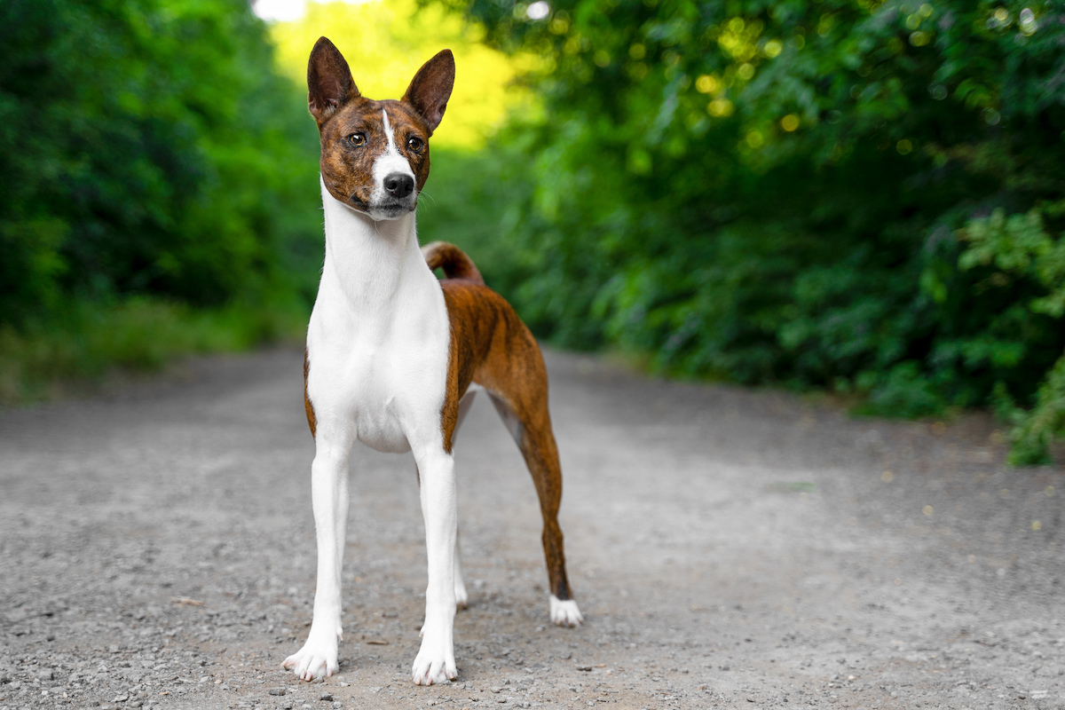Photo de Basenji prise par null