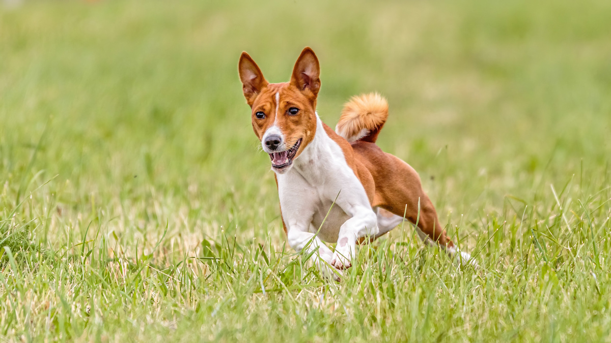 Photo de Basenji prise par null