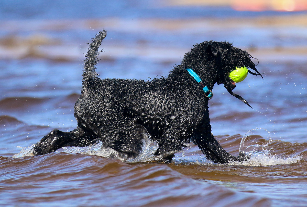 Photo de Kerry blue prise par null