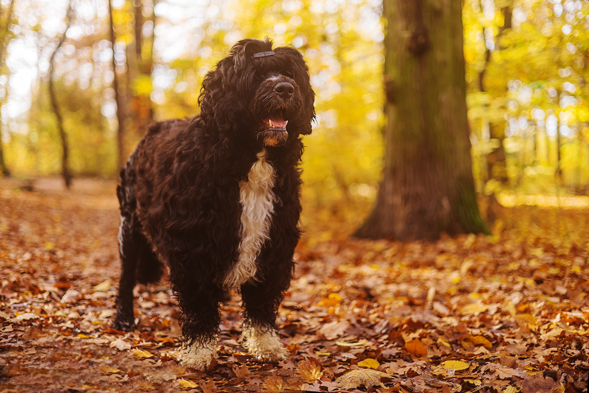 Photo de Chien d'eau portugais prise par null