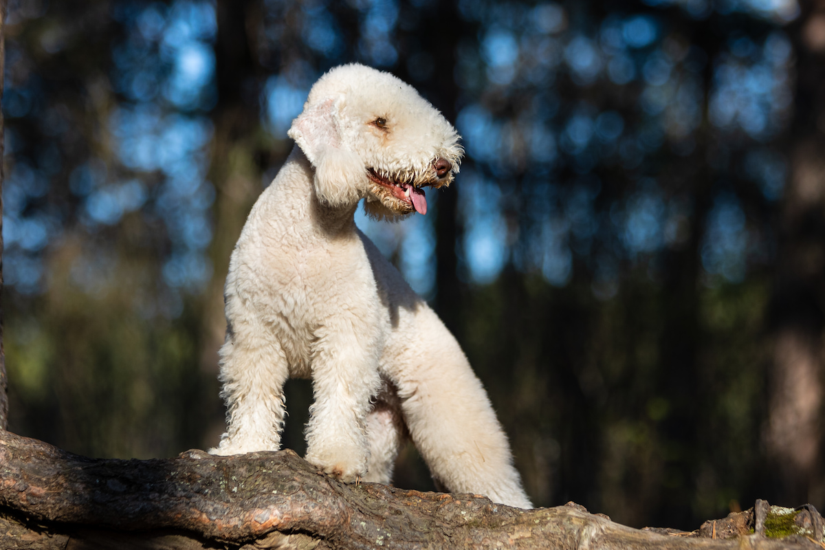 Photo de Bedlington