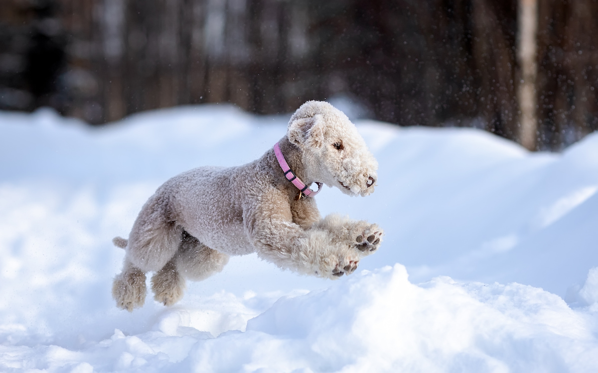 Photo de Bedlington prise par null