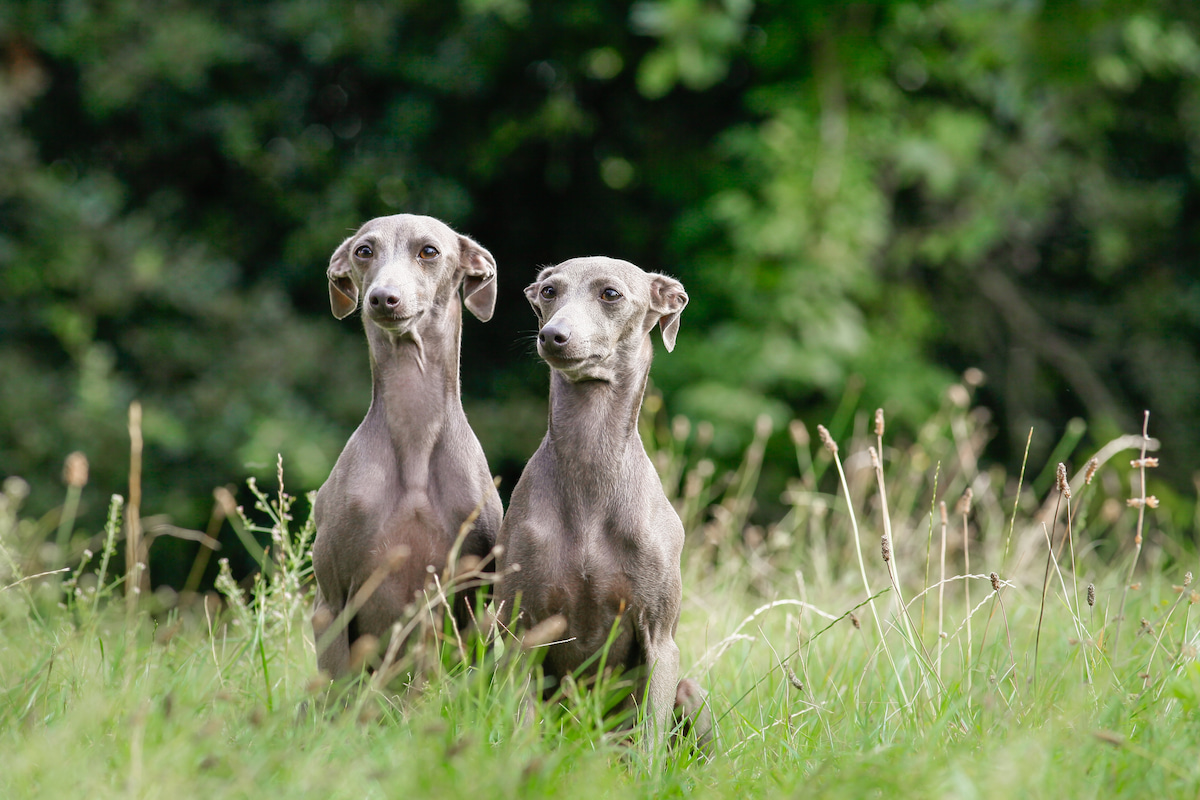 Photo de Lévrier italien prise par null