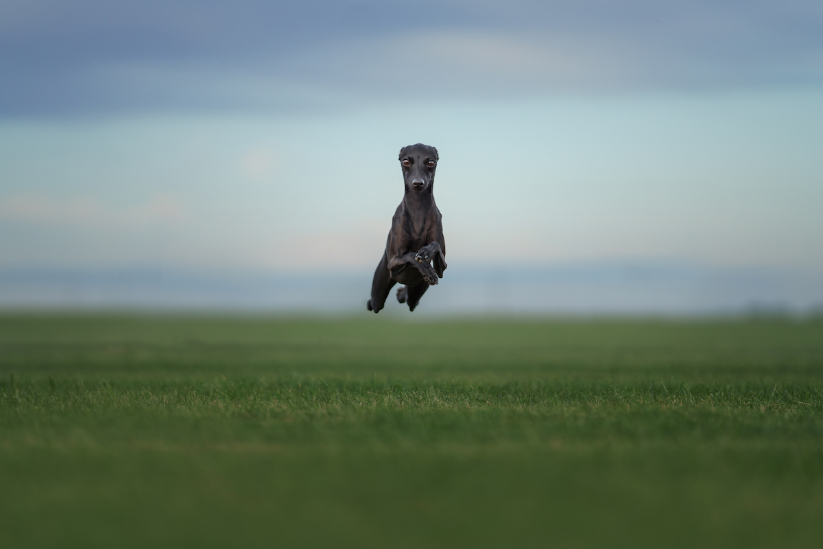Photo de Lévrier italien prise par null