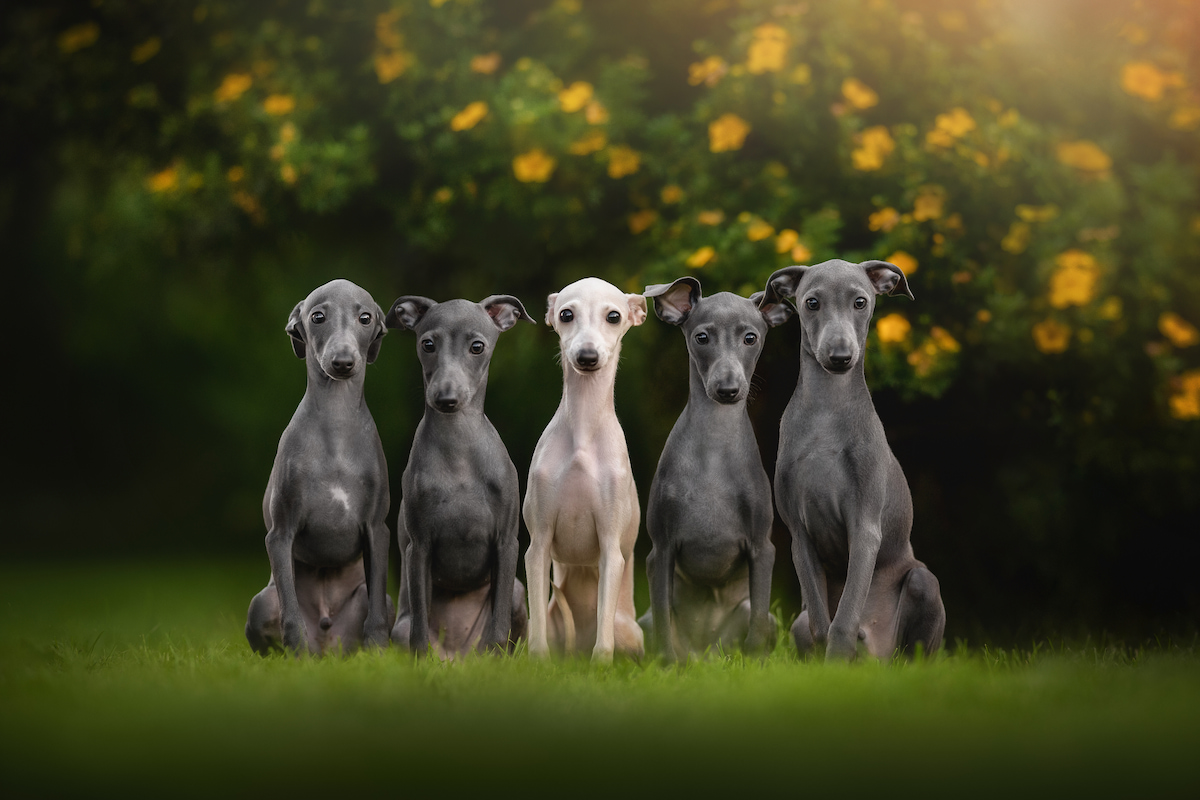 Photo de Lévrier italien prise par null