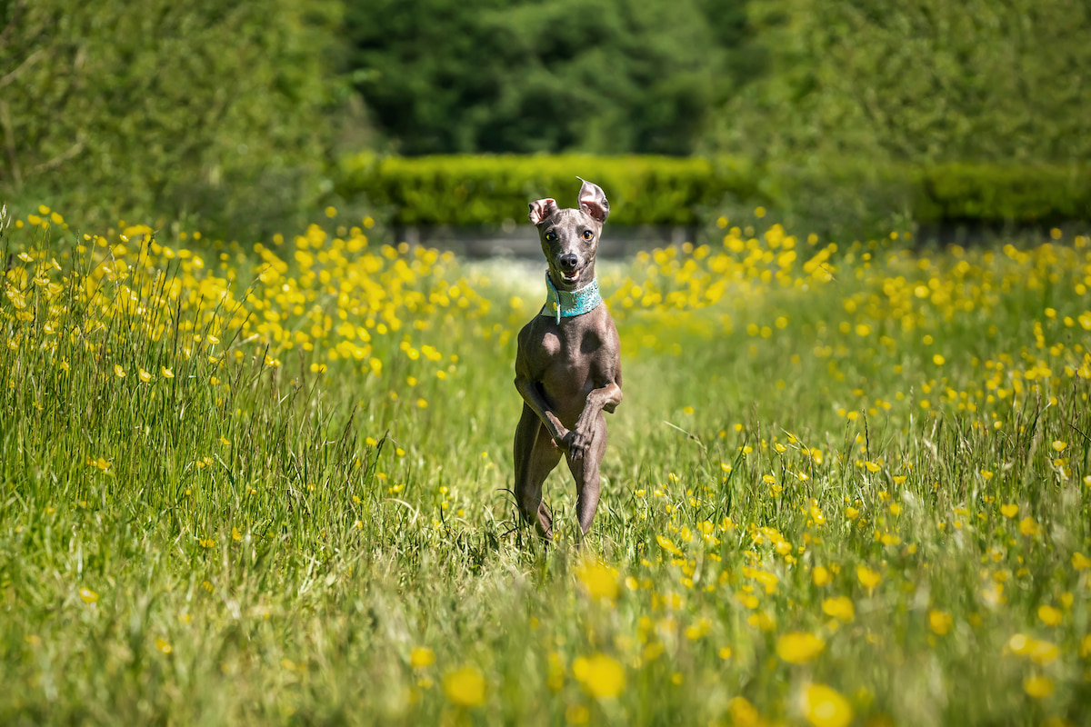 Photo de Lévrier italien prise par null