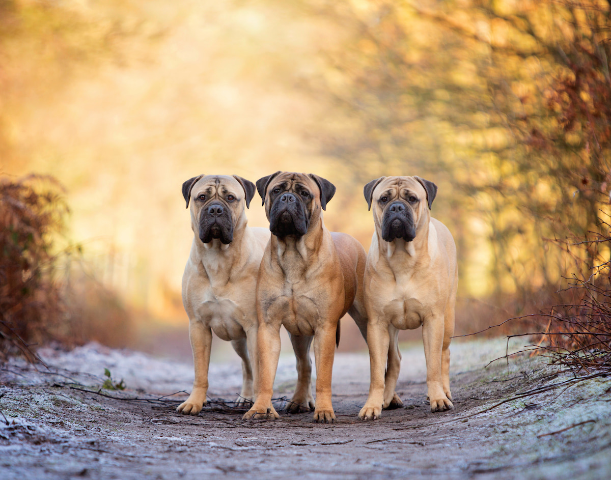 Photo de Bull mastiff prise par null