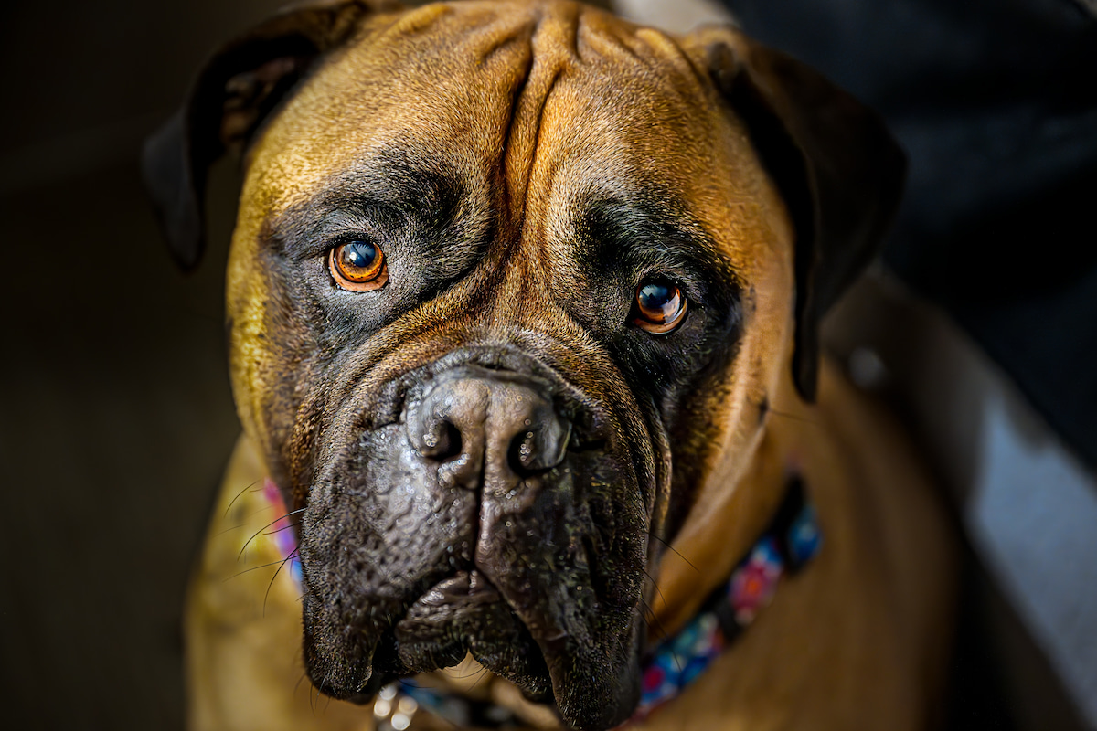 Photo de Bull mastiff prise par null