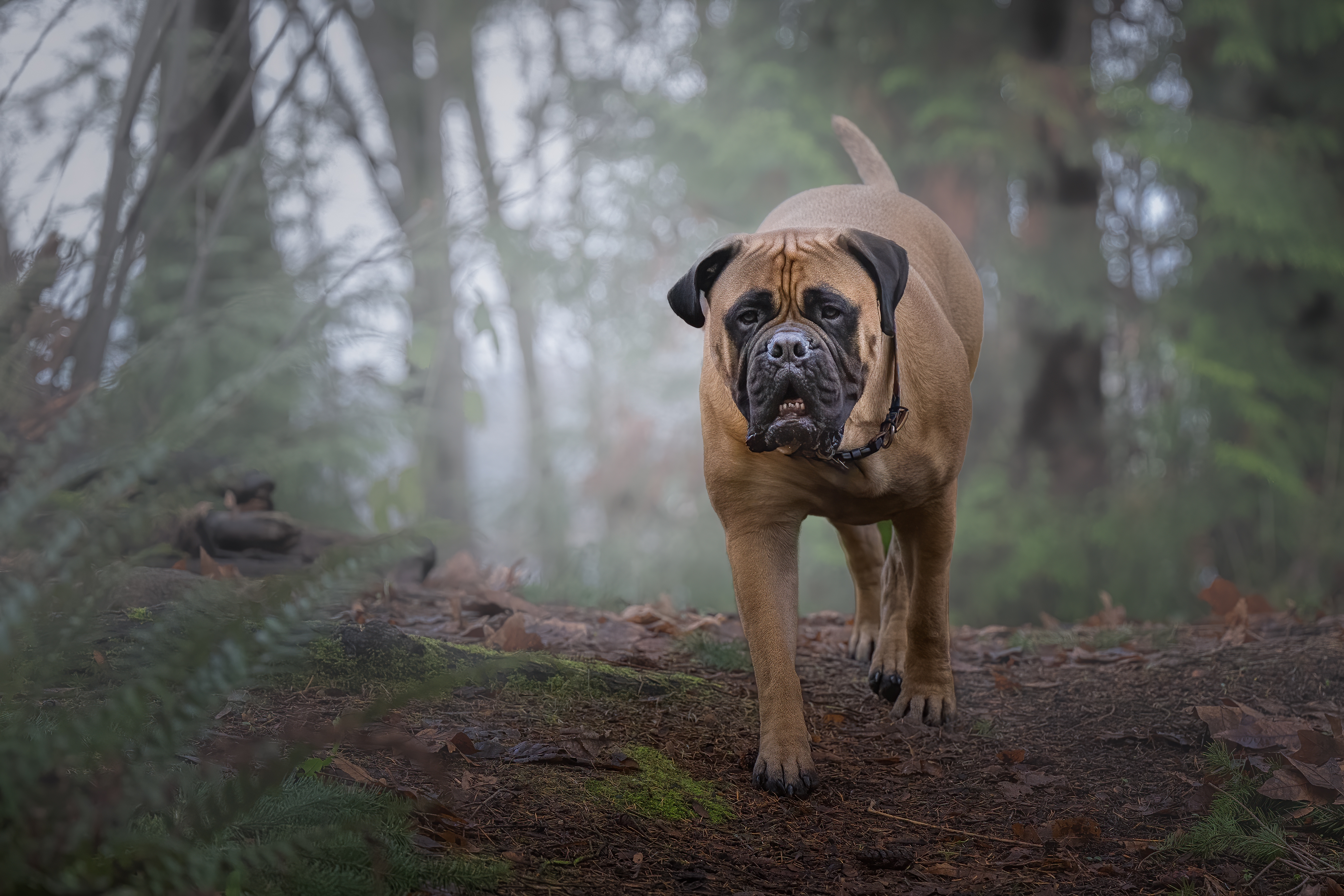 Photo de Bull mastiff prise par null