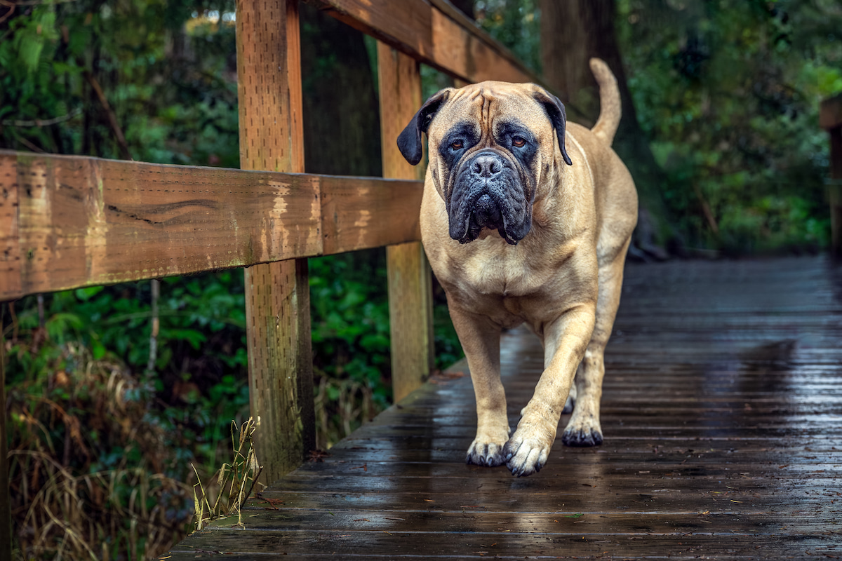 Photo de Bull mastiff