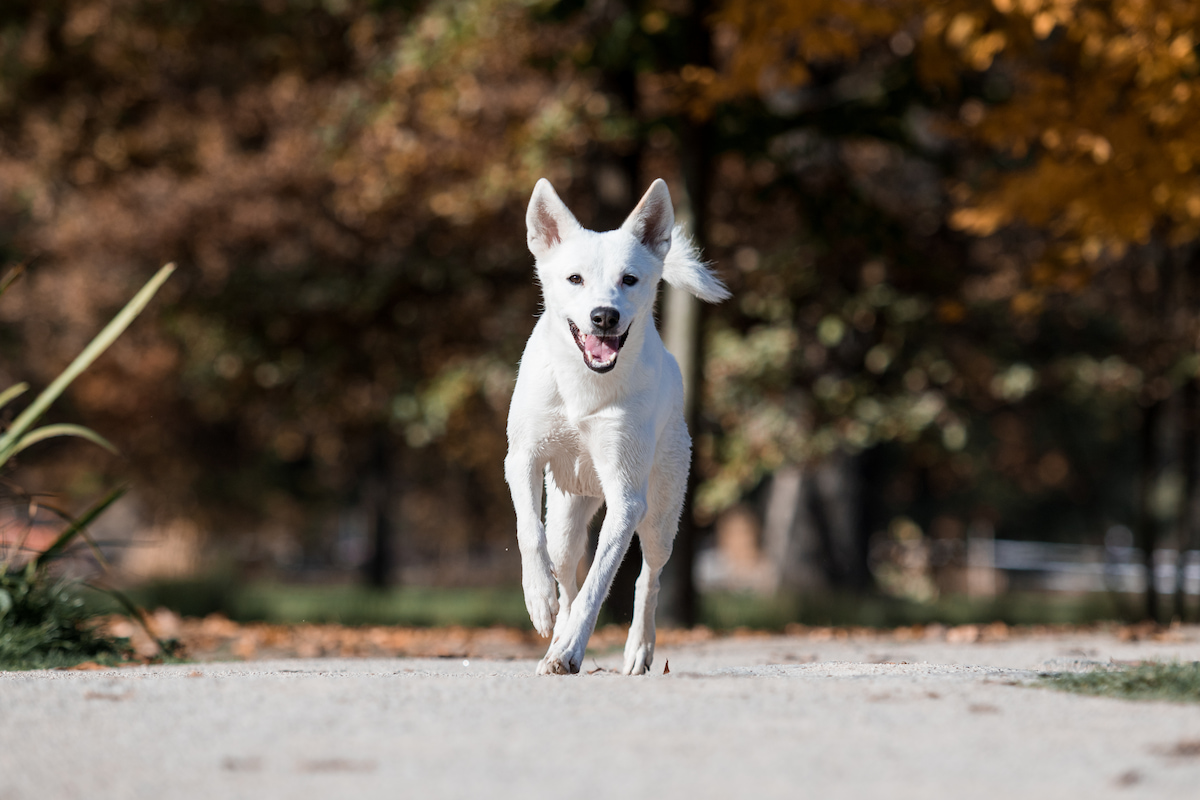 Photo de Chien de canaan