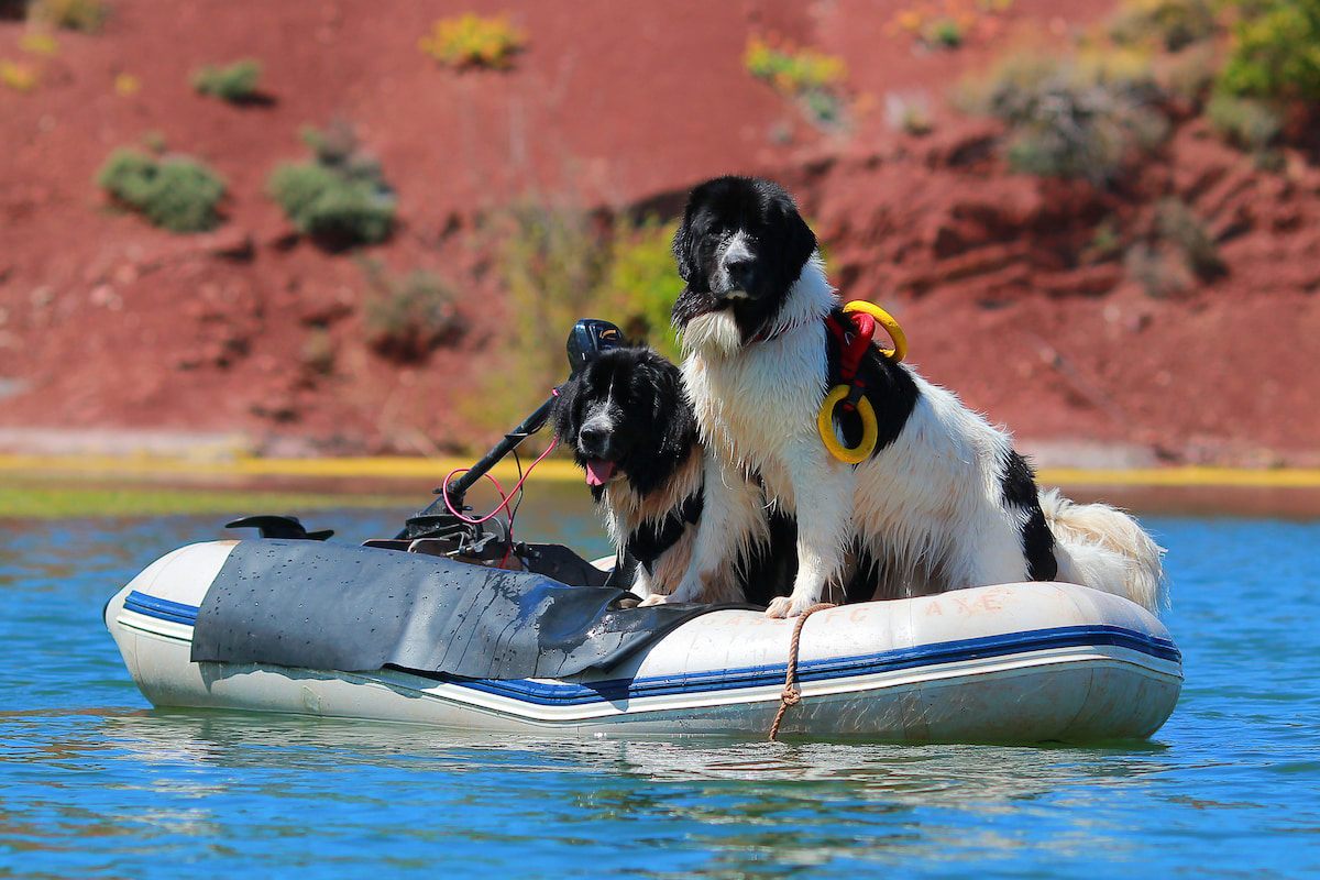 Photo de Landseer prise par null