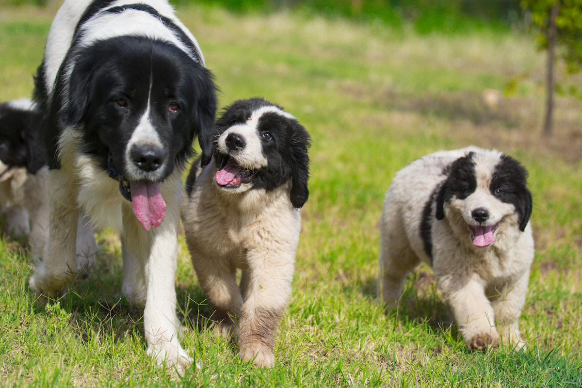 Photo de Landseer prise par null