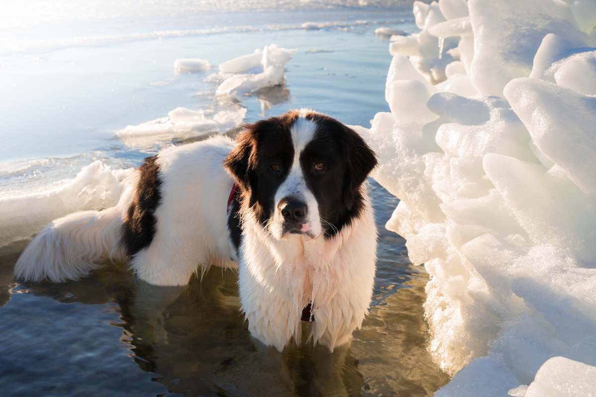 Photo de Landseer prise par null