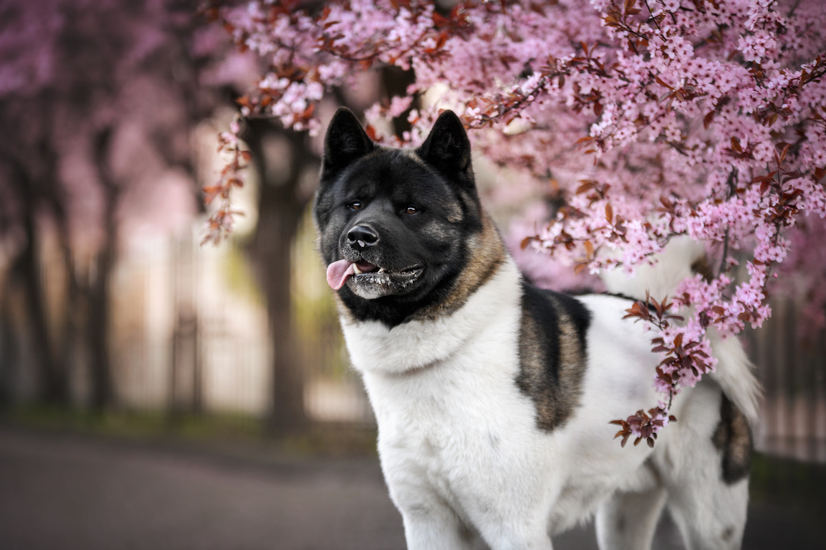 Photo de Akita américain