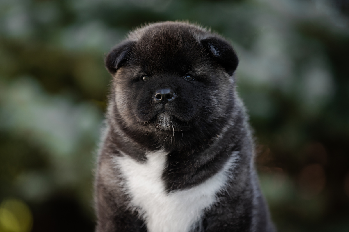 Photo de Akita américain prise par null