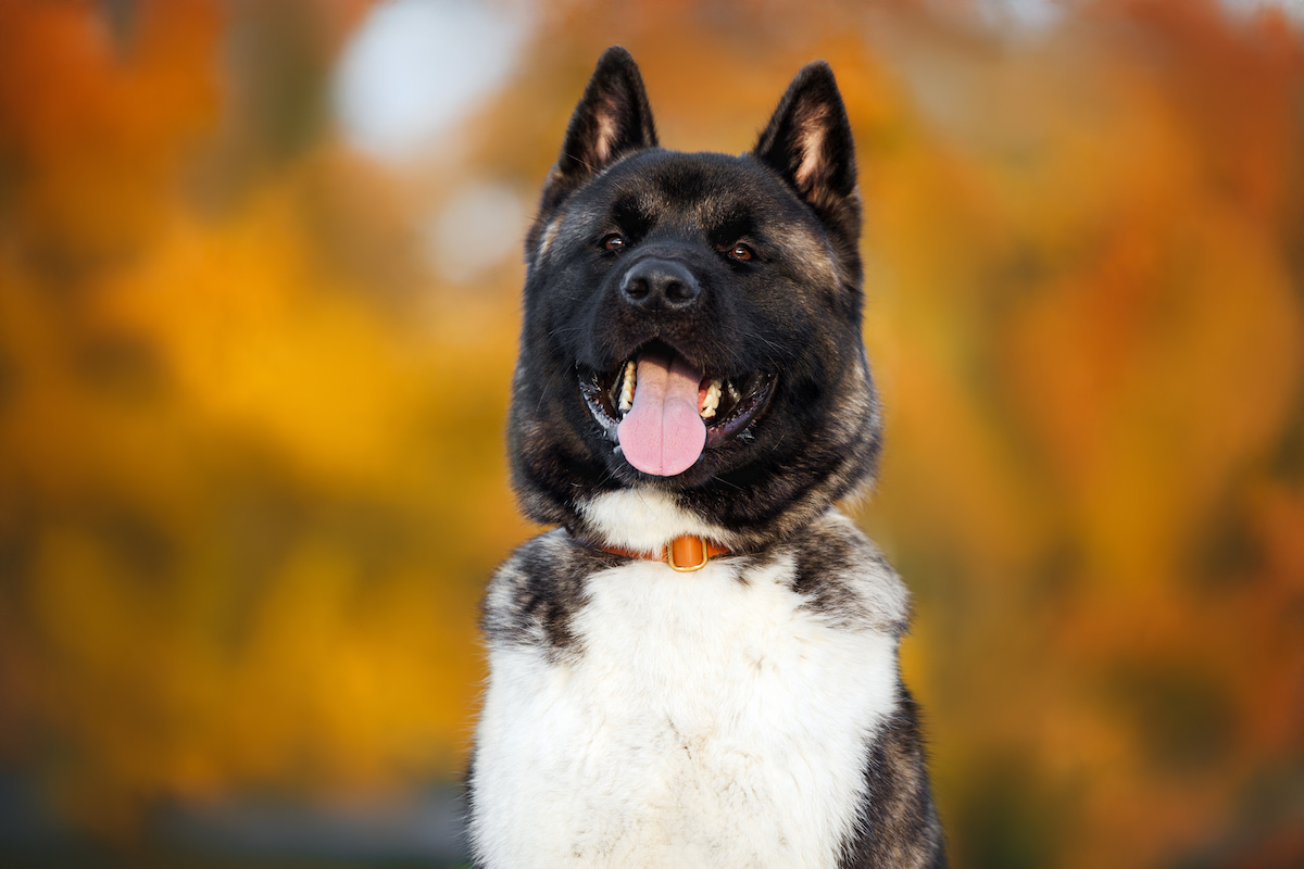 Photo de Akita américain prise par null